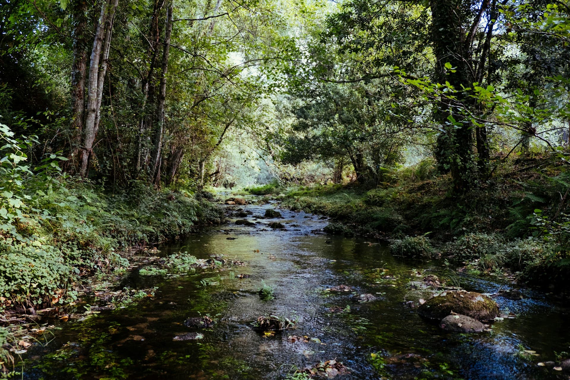 Photo of forest, river stream, tree log, and farm by Luca Bravo